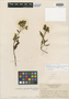 Calceolaria microbefaria subsp. fruticosa image