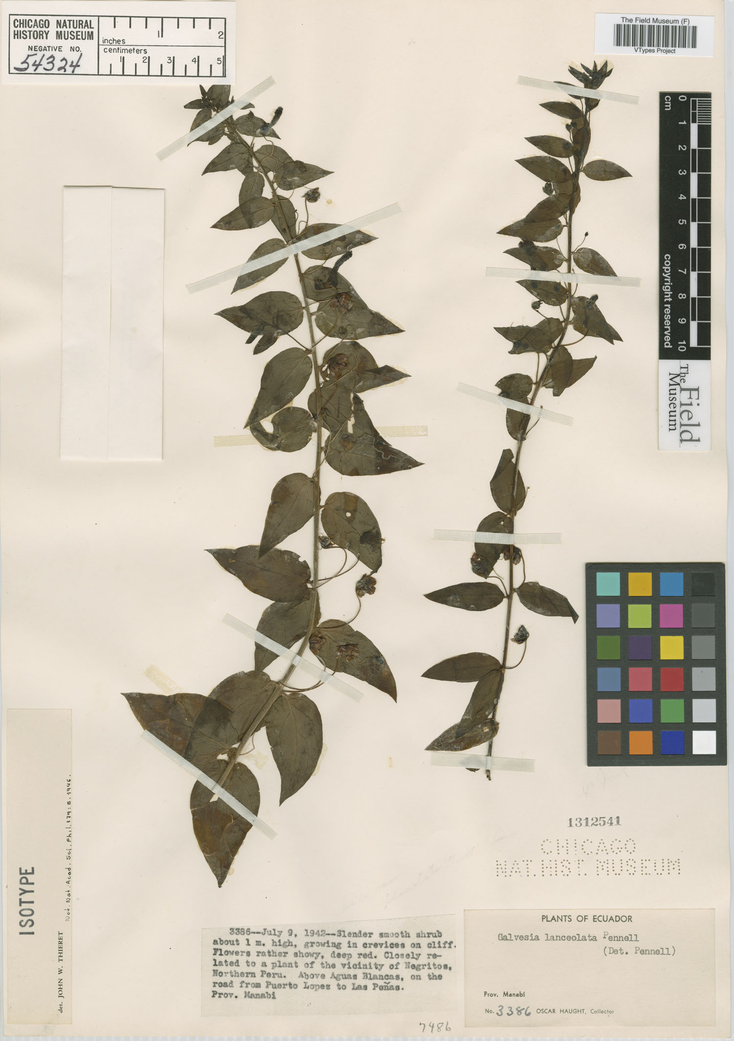 Galvezia lanceolata image