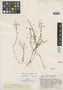 Lindernia brachyphylla image