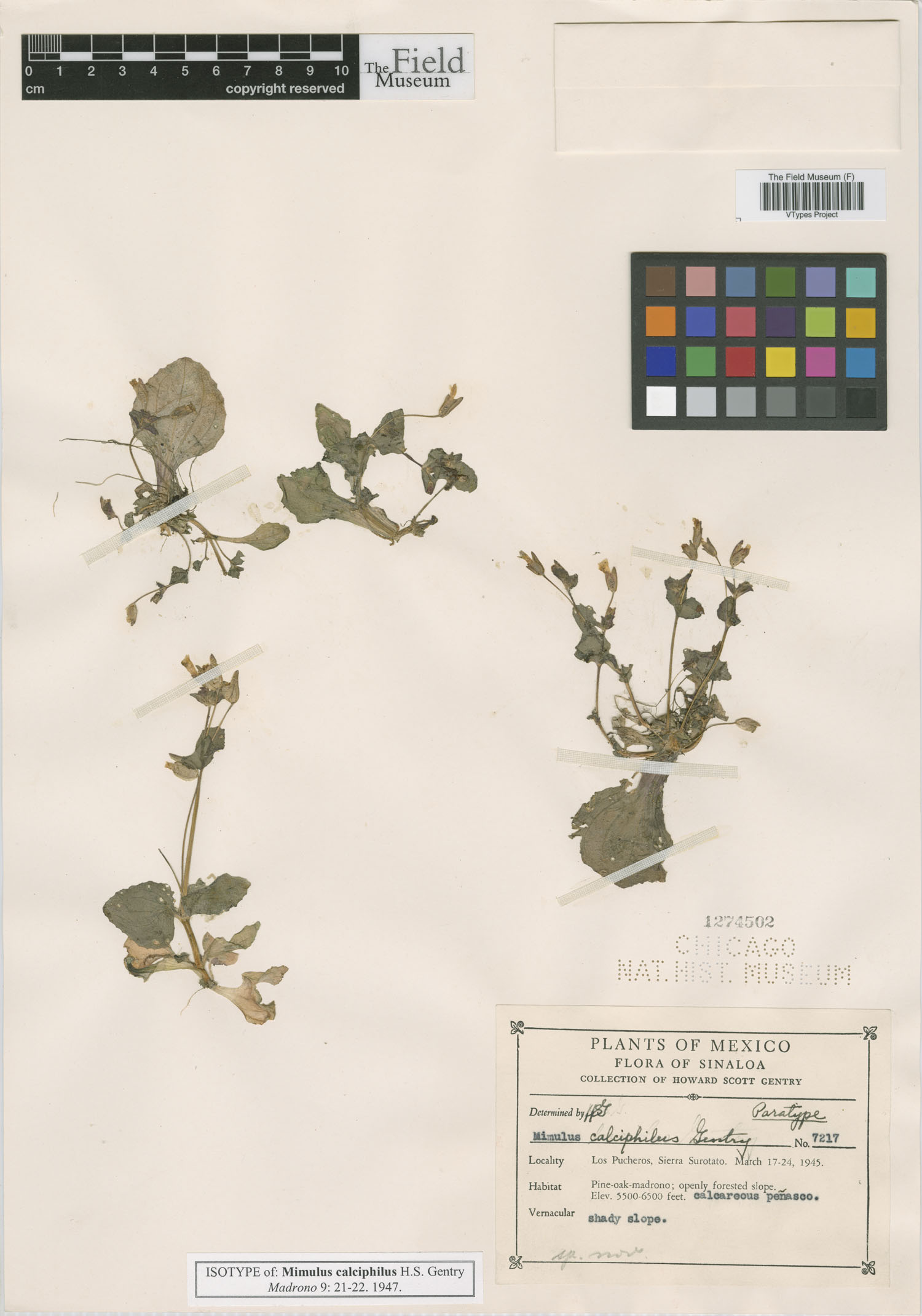 Erythranthe calciphila image