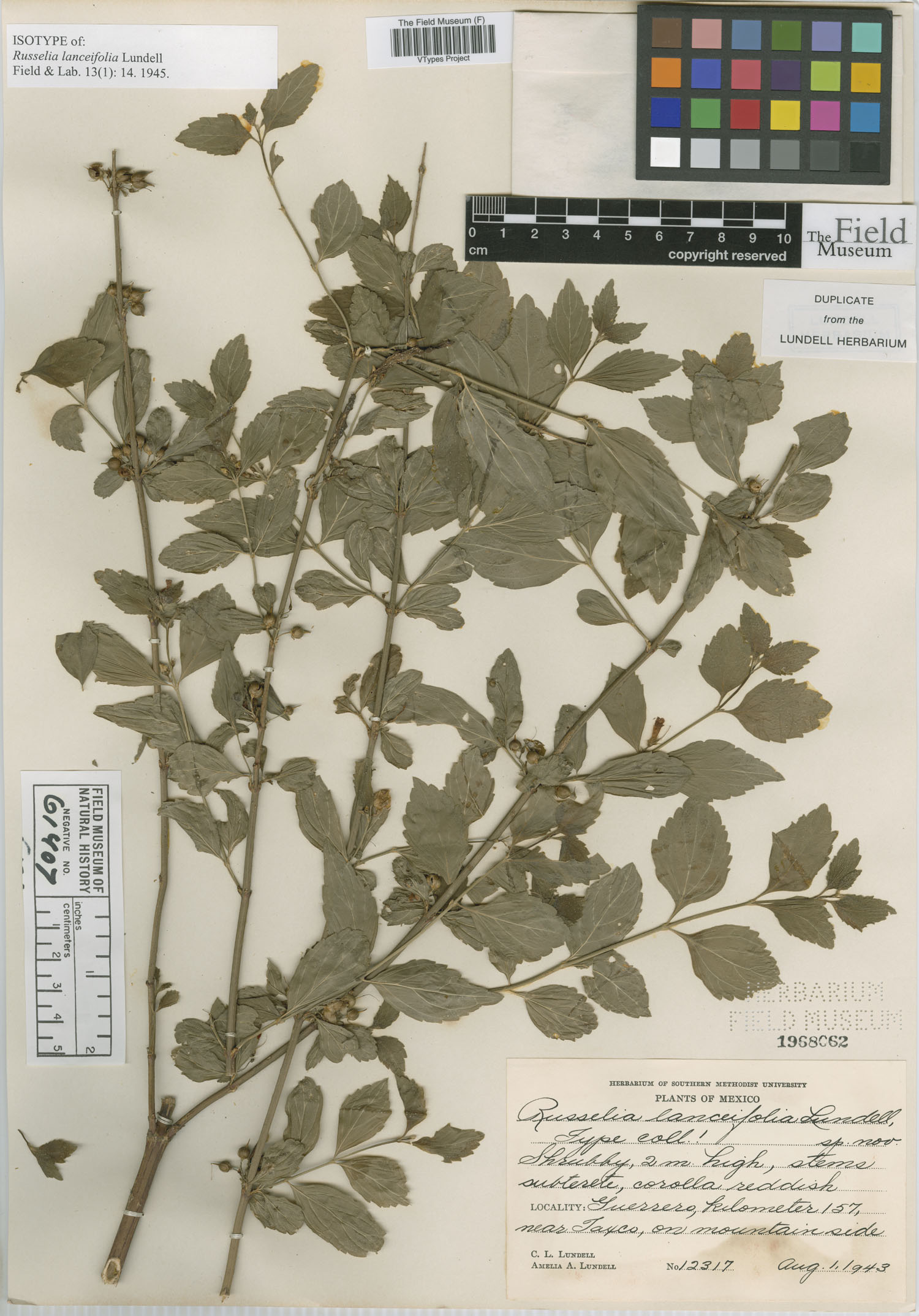 Russelia lanceifolia image