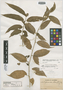 Solanum diversifolium subsp. chloranthum image