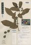 Cyphomandra oblongifolia image