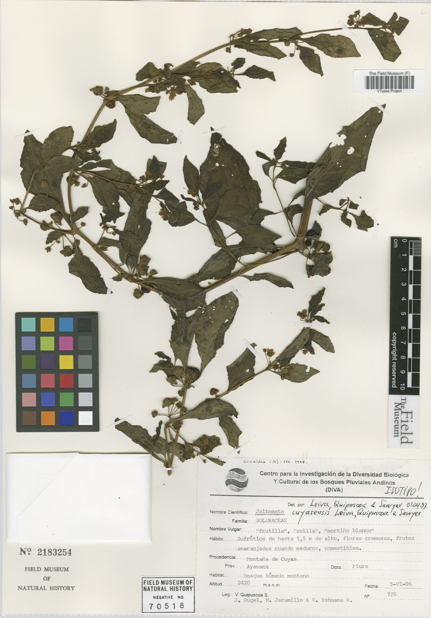 Jaltomata cuyasensis image