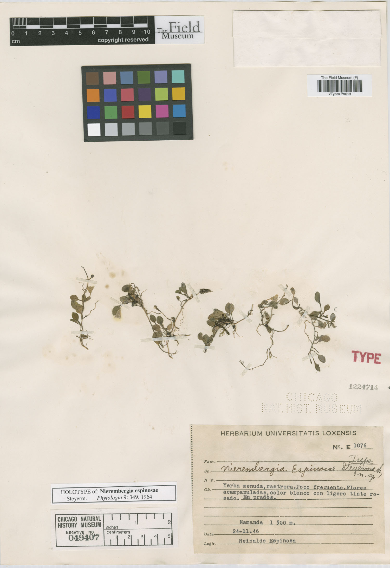 Nierembergia espinosae image