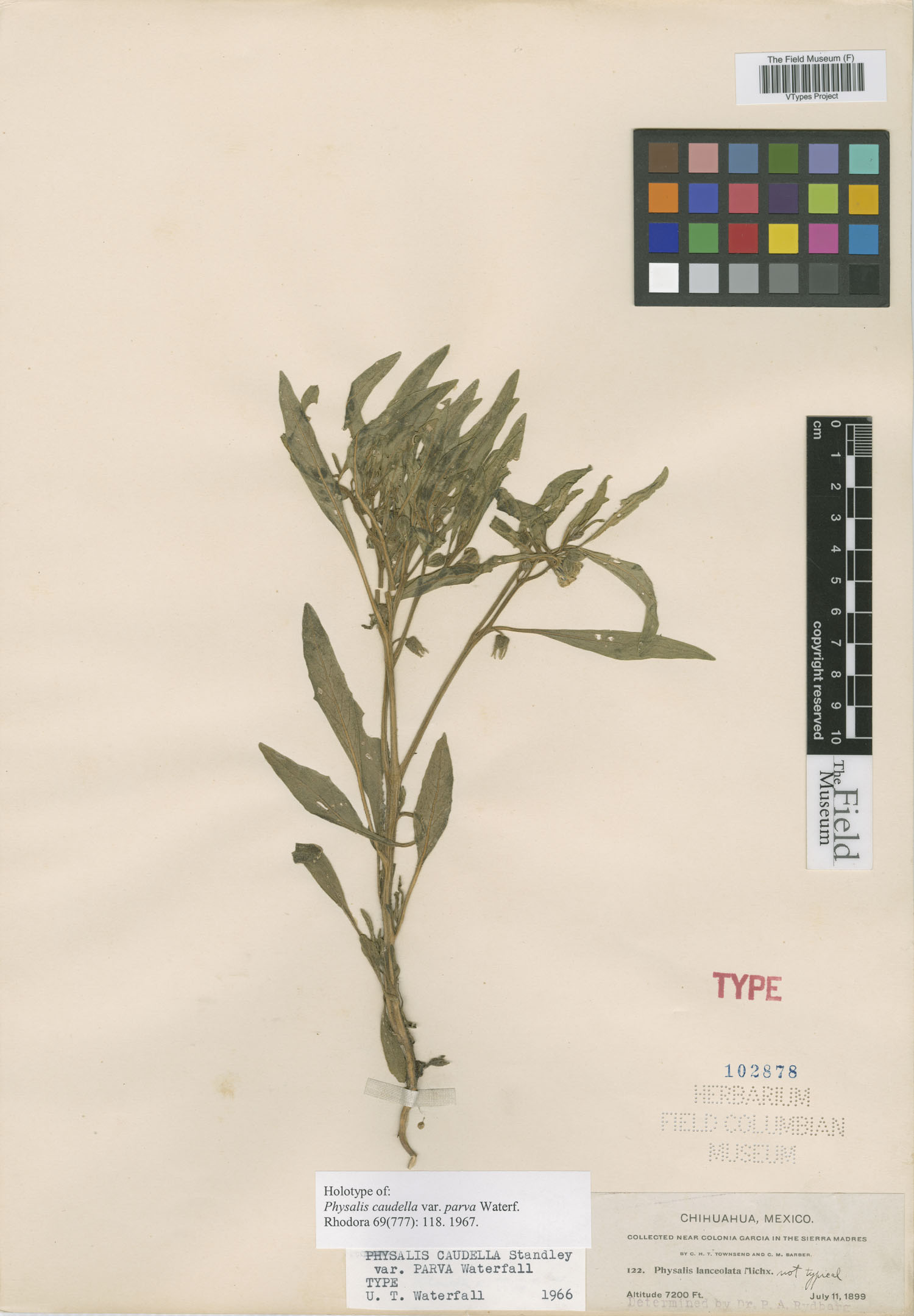 Physalis caudella image