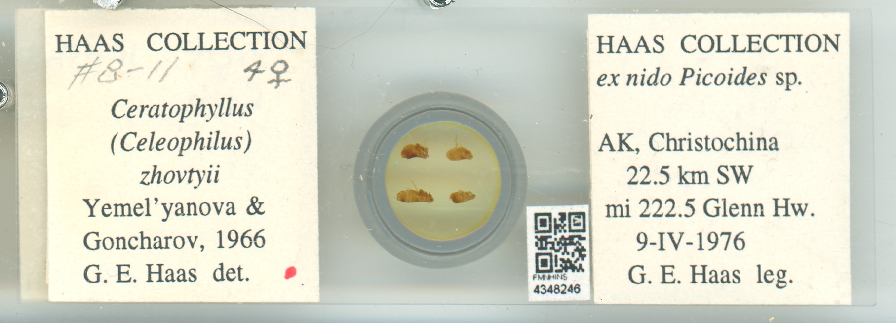 Ceratophyllus zhovtyi thumbnail