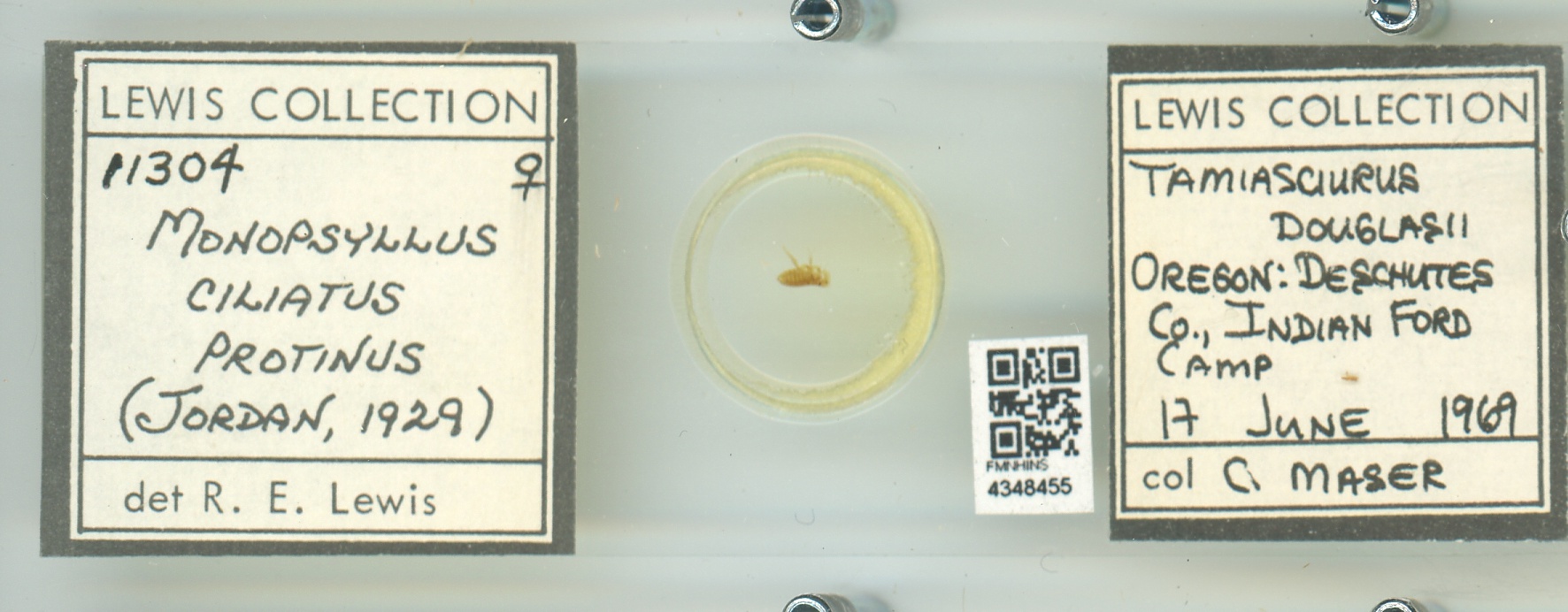 Ceratophyllus
