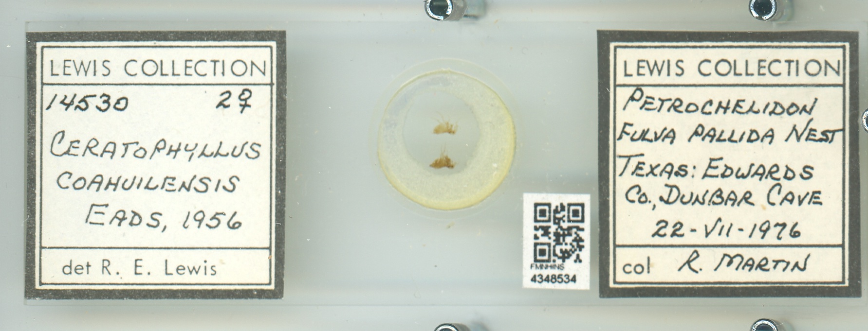 Ceratophyllus coahuilensis thumbnail