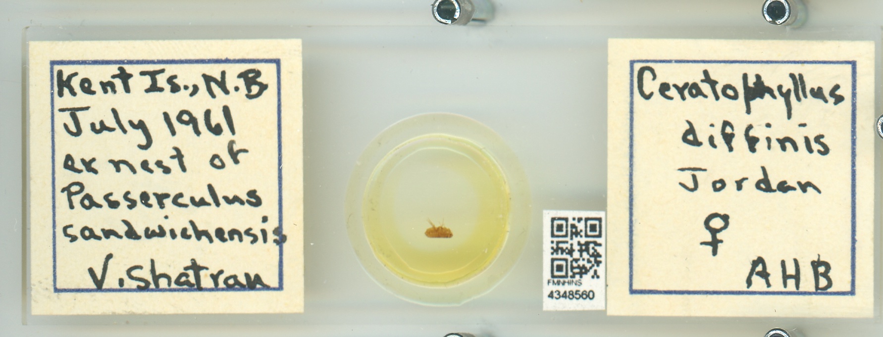 Ceratophyllus diffinis thumbnail