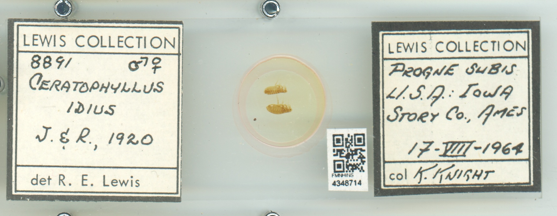 Ceratophyllus idius thumbnail