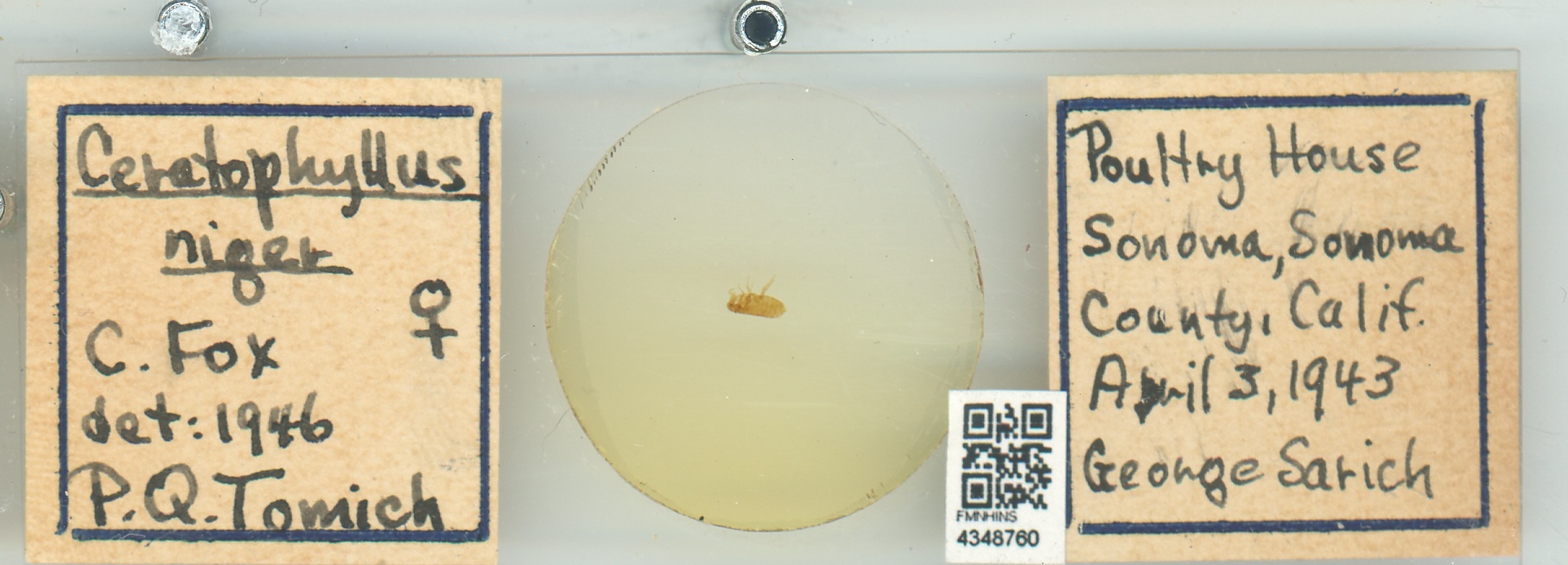 Ceratophyllus niger thumbnail