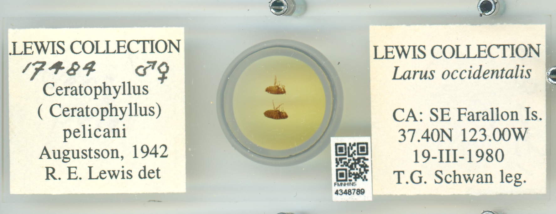 Ceratophyllus pelecani thumbnail