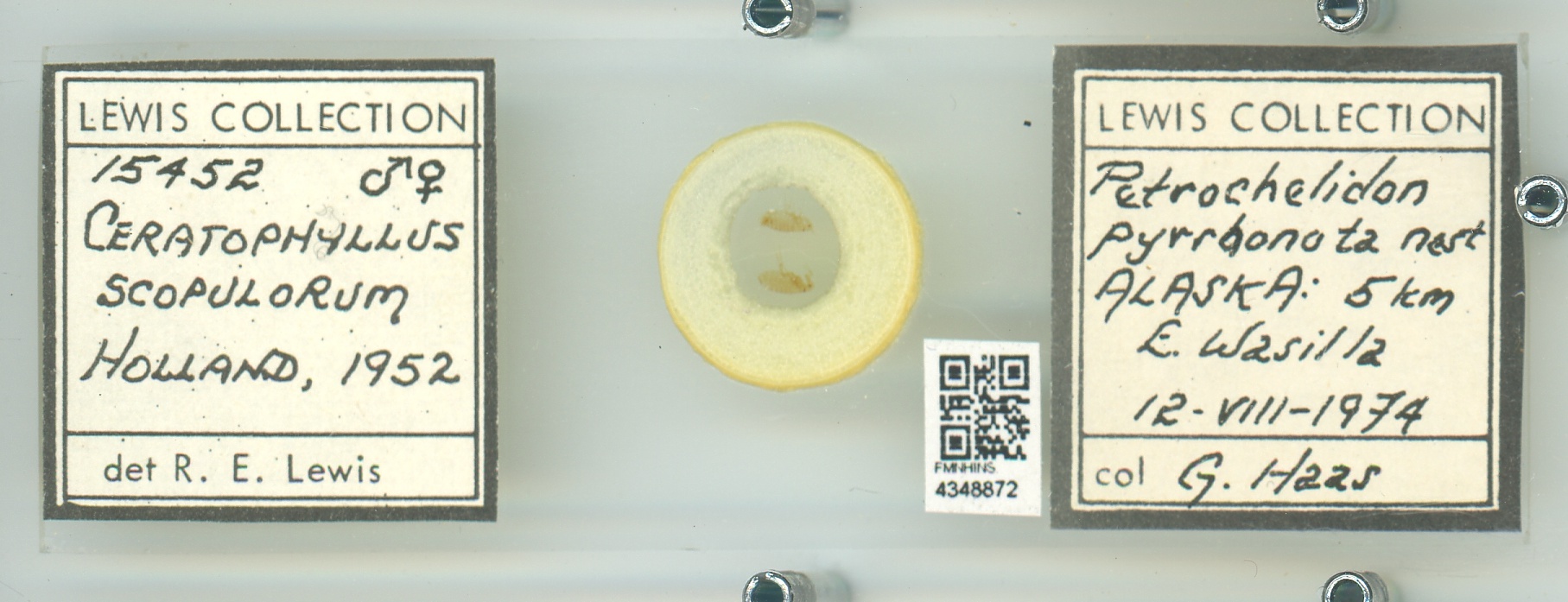 Ceratophyllus scopulorum thumbnail