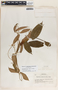 Mandevilla hirsuta image