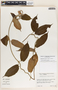 Mandevilla hirsuta image