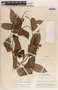 Mandevilla hirsuta image