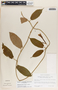 Mandevilla hirsuta image
