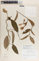 Mandevilla hirsuta image