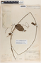 Mandevilla hirsuta image