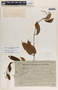 Mandevilla hirsuta image