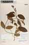 Mandevilla hirsuta image