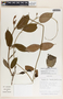 Mandevilla hirsuta image