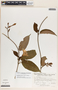 Mandevilla hirsuta image