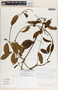 Mandevilla hirsuta image