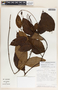 Mandevilla hirsuta image