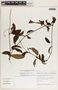 Mandevilla hirsuta image