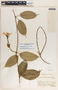 Mandevilla hirsuta image