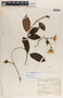 Mandevilla hirsuta image