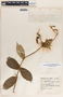 Mandevilla holosericea image