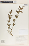 Mandevilla mexicana image