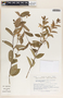 Mandevilla mexicana image