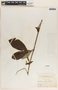 Mandevilla subsessilis image