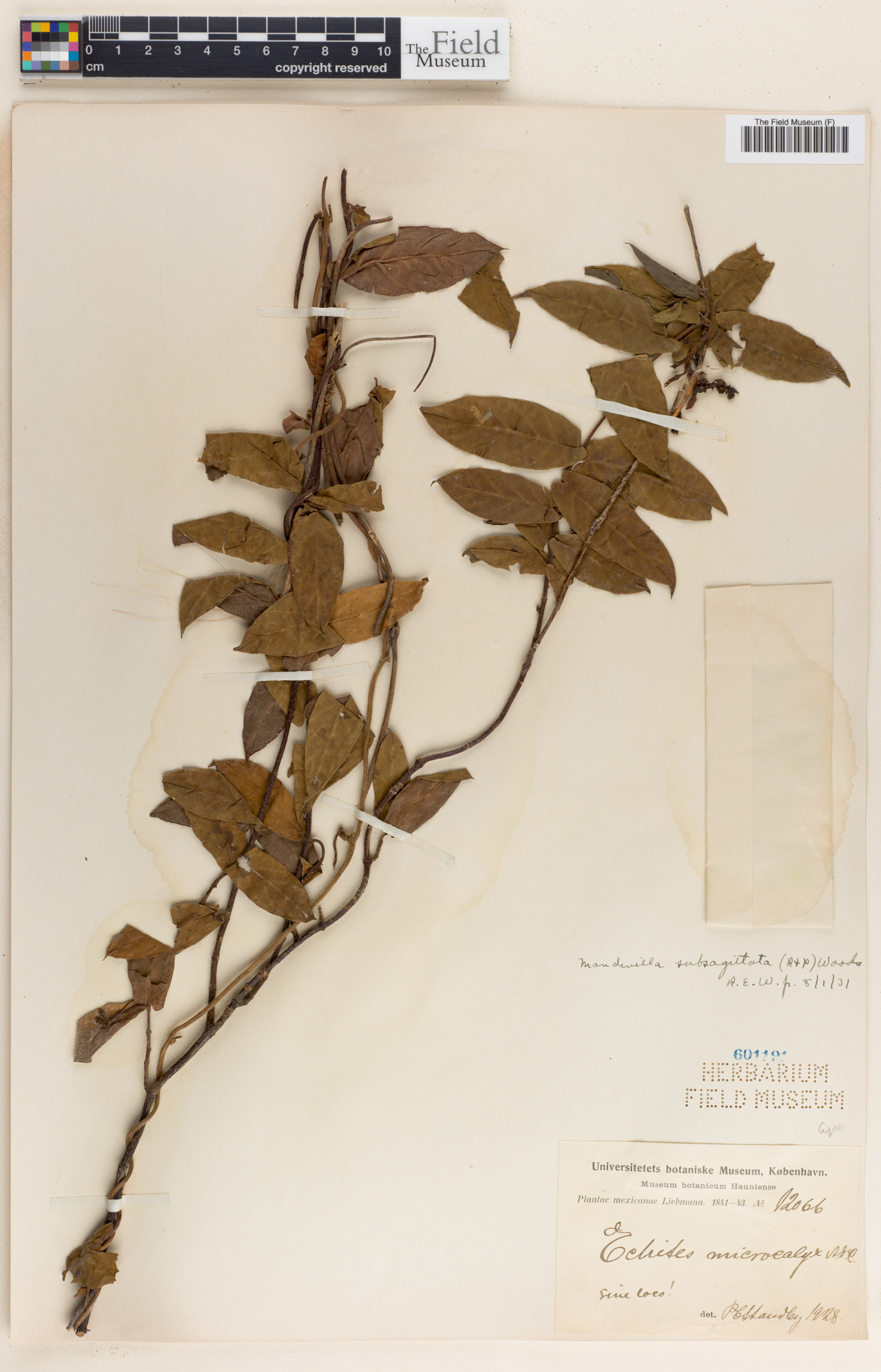 Mandevilla subsagittata image
