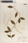 Mandevilla subsagittata image