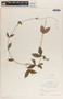 Mandevilla subsagittata image