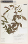Mandevilla subsagittata image