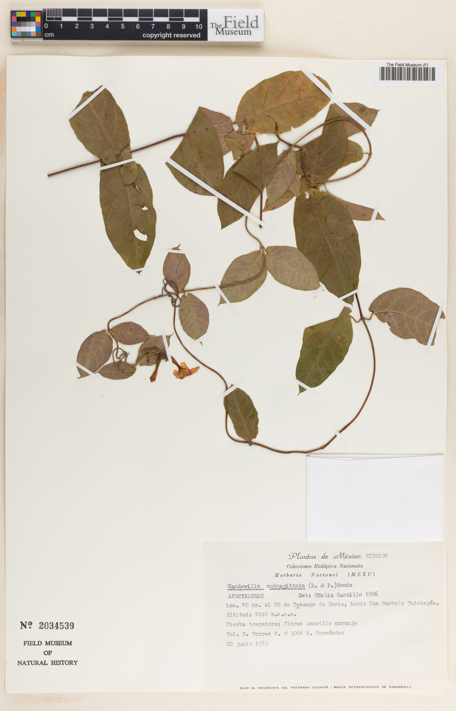 Mandevilla subsagittata image