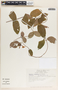 Mandevilla subsagittata image
