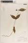 Mandevilla subsagittata image
