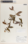Mandevilla subsagittata image