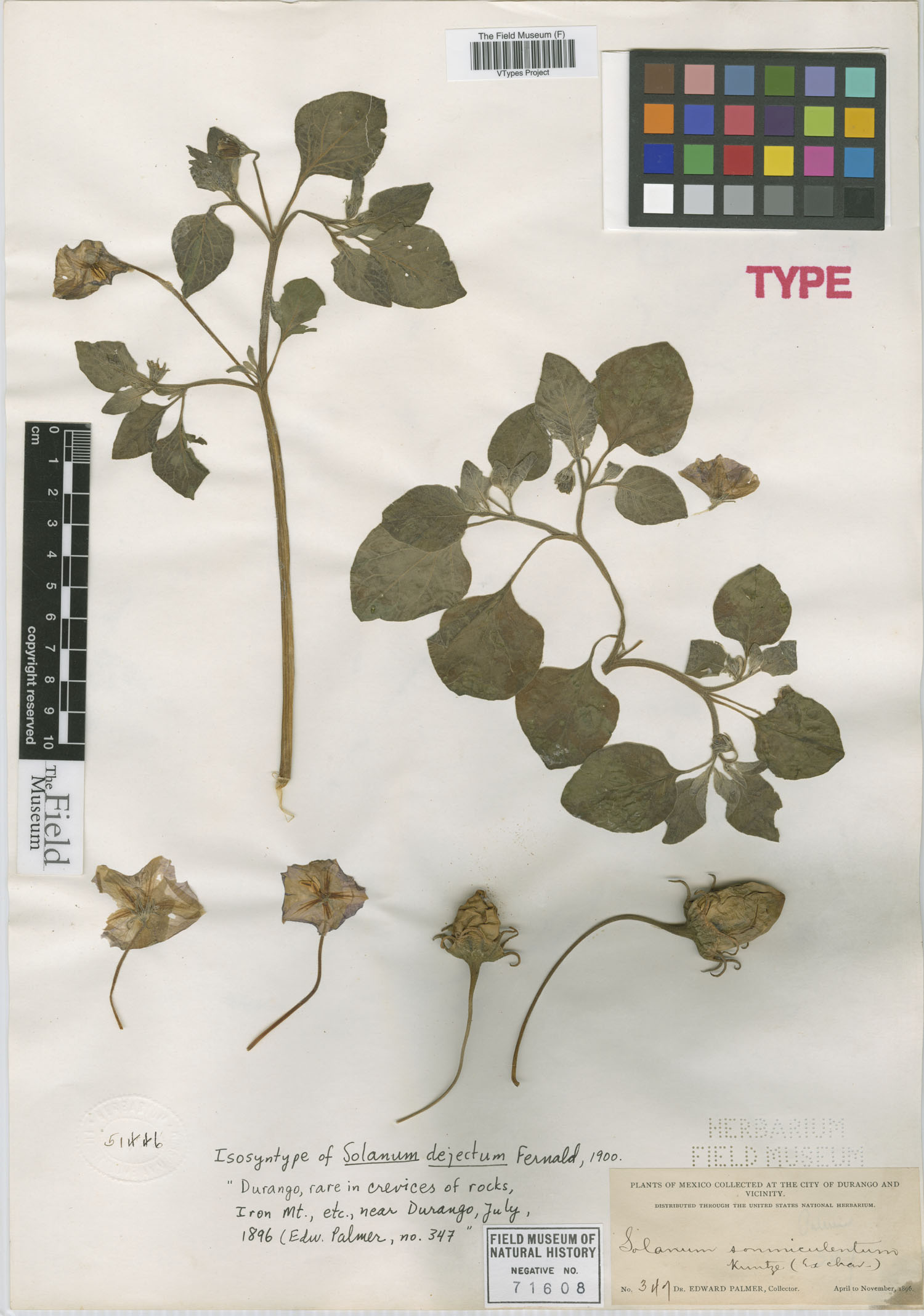 Solanum dejectum image