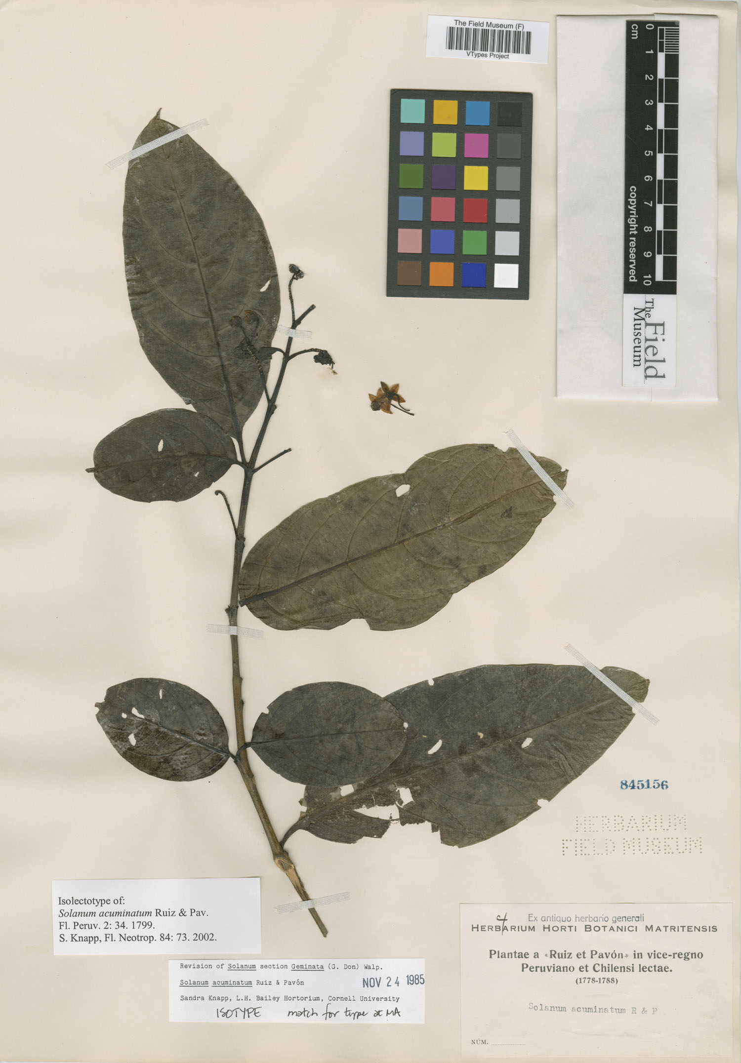 Solanum acuminatum image