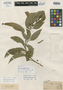 Solanum aureifolium image