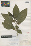 Solanum brevipedunculatum image