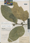Solanum devernicascens image